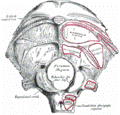 occipital2