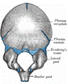 occipital3