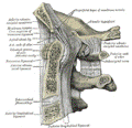 occipital4