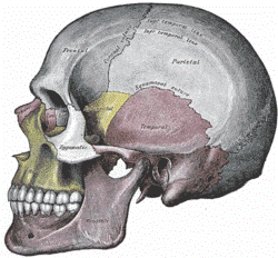 parietal3