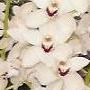 I Miss My Orchids in Fairview!%^&*+