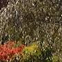 In the Gardens of Impressionist Monet...