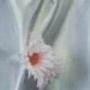 First Holy Communion