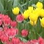 With Tata in the Land of Tulips!!!