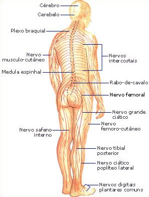 Sistema Nervoso