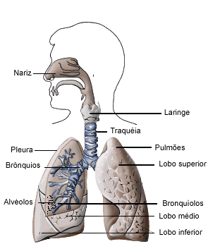 Sistema Respiratório