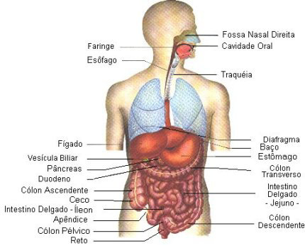 Sistema Digestivo