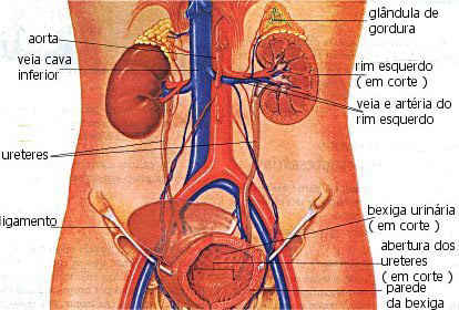Sistema urinário