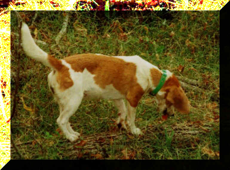 Beagles and Beagle Puppies for Sale