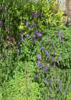 columbine2.jpg (116349 bytes)