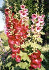 holly.jpg (60215 bytes)