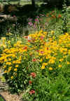 perennial.jpg (38102 bytes)