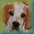 Coralwood Pointers Website