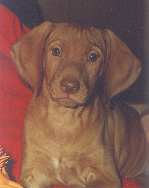 Baby Josie