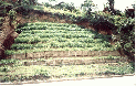 Palicada02_BR116b.JPG
 (98,1k)