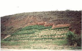 Palicada04_BR116b.JPG
 (72,3k)