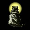 enlightened kitty
