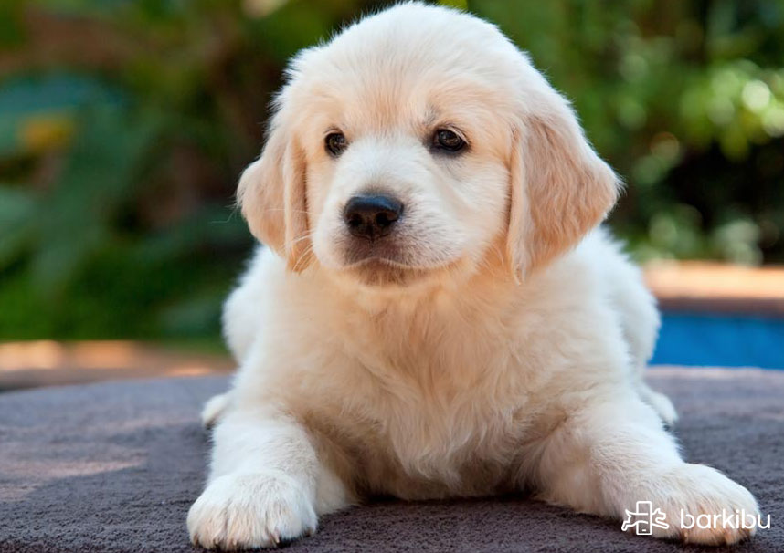 perro