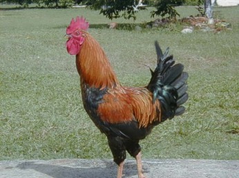 "It's Chicken!"