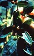 Hoja de coca