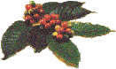 Hoja de Caf�
