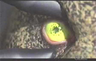 sulibaneye.jpg