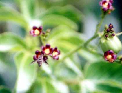 Insectos de la zona semi�rida de Guatemala