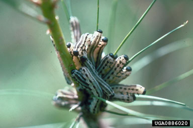 Entomolog�a Forestal (Ingl�s) con inm�genes