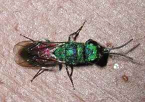 P�gina de Michael Obach sobre Hymen�ptera y otros Insectos