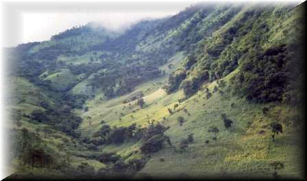 "Manchones" de Bosques de Guatemala