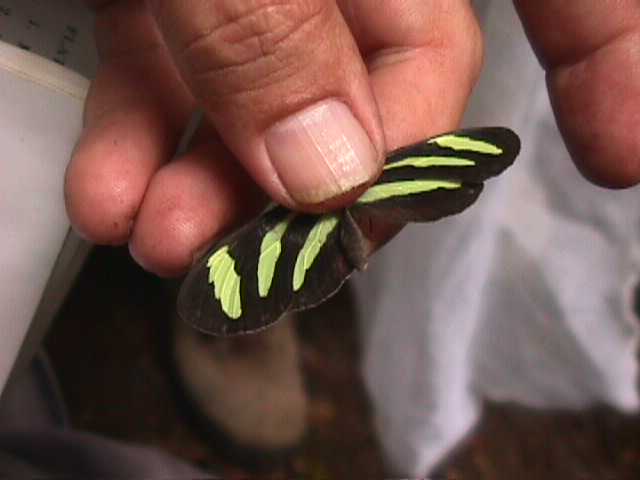 Finca Sabana Grande, Escuintla, Guatemala