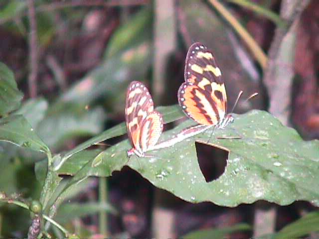 Finca Sabana Grande, Escuintla, Guatemala