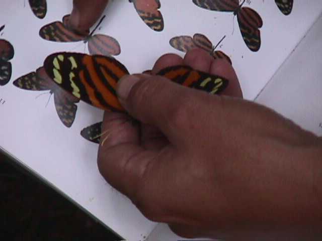 Finca Sabana Grande, Escuintla, Guatemala