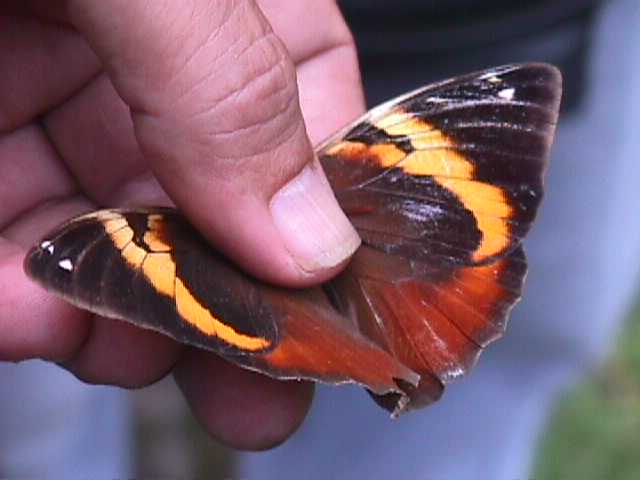 Finca Sabana Grande, Escuintla, Guatemala