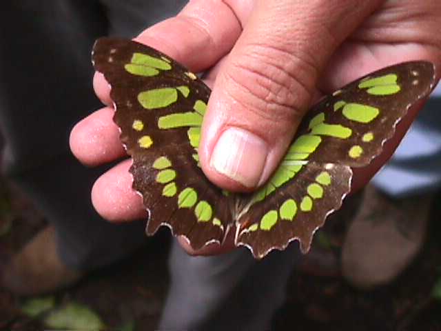 Finca Sabana Grande, Escuintla, Guatemala