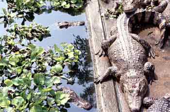 crocodile.jpg