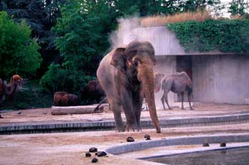 elephant.jpg
