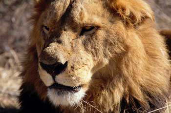 lion.jpg