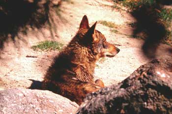 loup.jpg