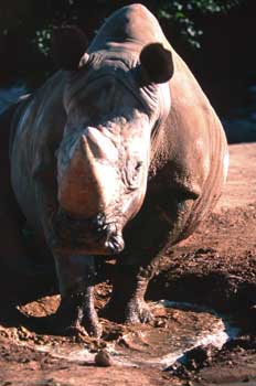 rhinoceros.jpg