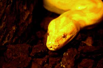 serpent.jpg