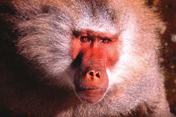 singe.jpg