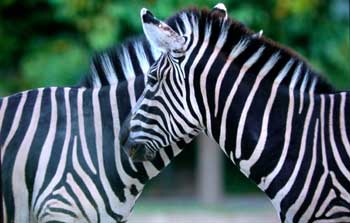 zebre.jpg
