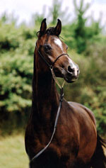 &copy; kenelm arabians
