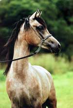 &copy; kenelm arabians