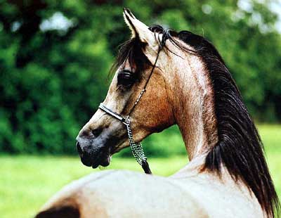 &copy; Kenelm Arabians
