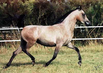 &copy; kenelm arabians