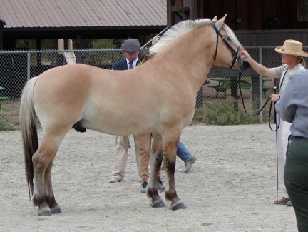 &copy; starfire farm