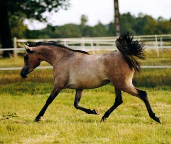 &copy; kenelm arabians