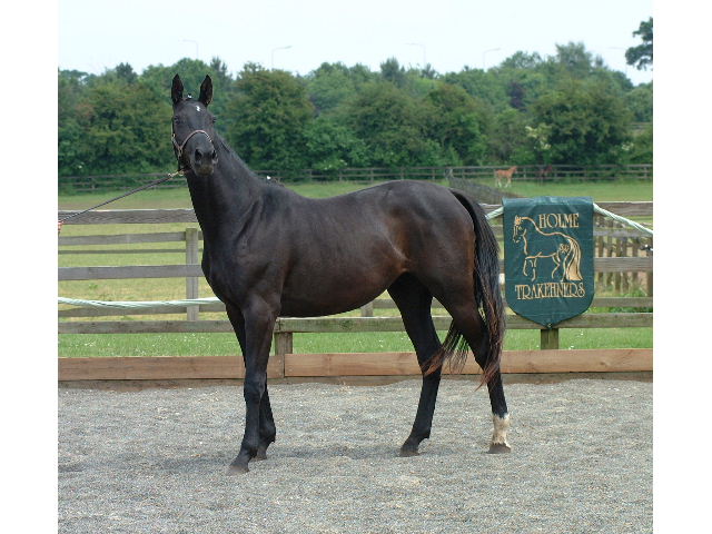 &copy; Holme Trakehners